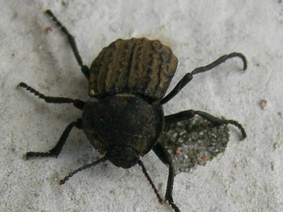 Tenebrionidae: Asida sabulosa sabulosa